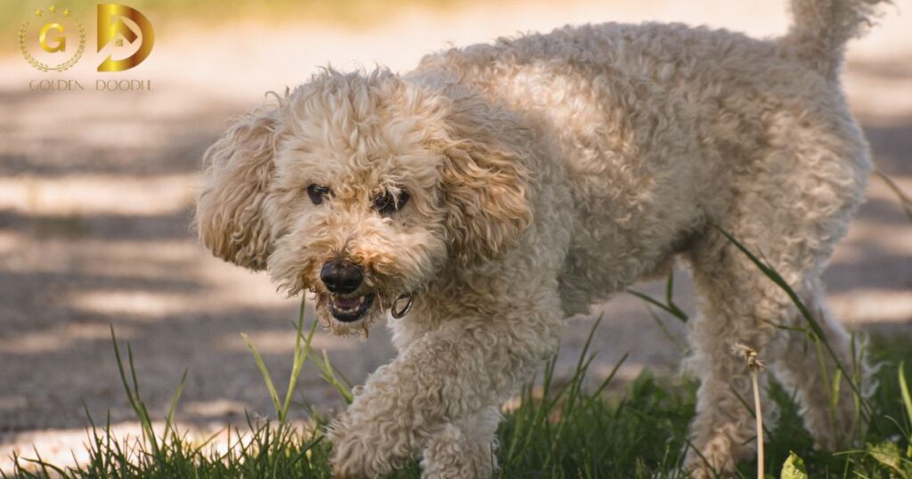 Difference Between Labradoodles and Goldendoodles