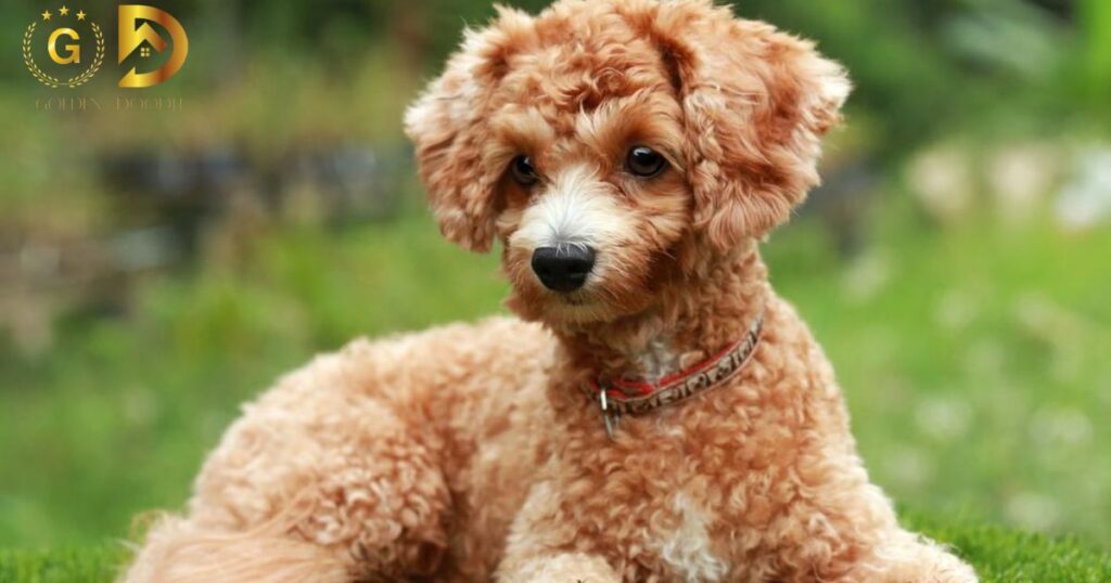 Difference Between Labradoodles and Goldendoodles