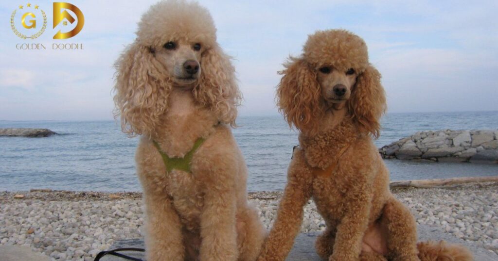 Difference Between Labradoodles and Goldendoodles