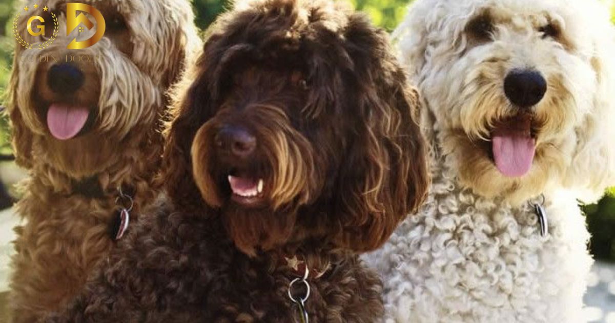 Do Goldendoodles Shed