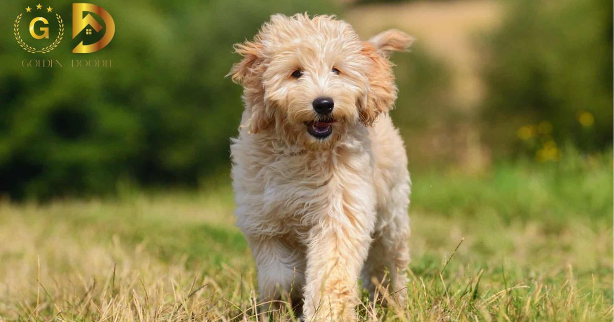 F1b Goldendoodle