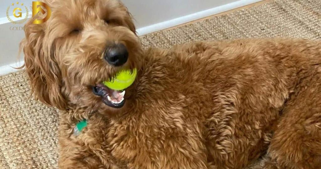 GoldenDoodle Involvement