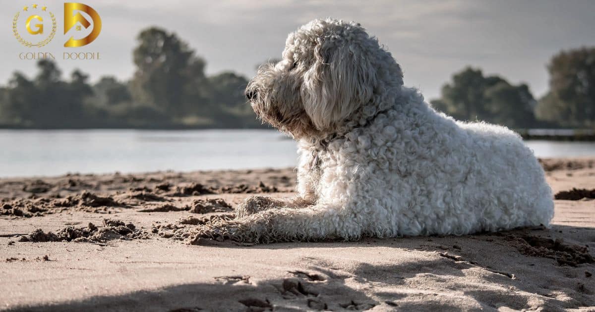 How To Groom A Goldendoodle