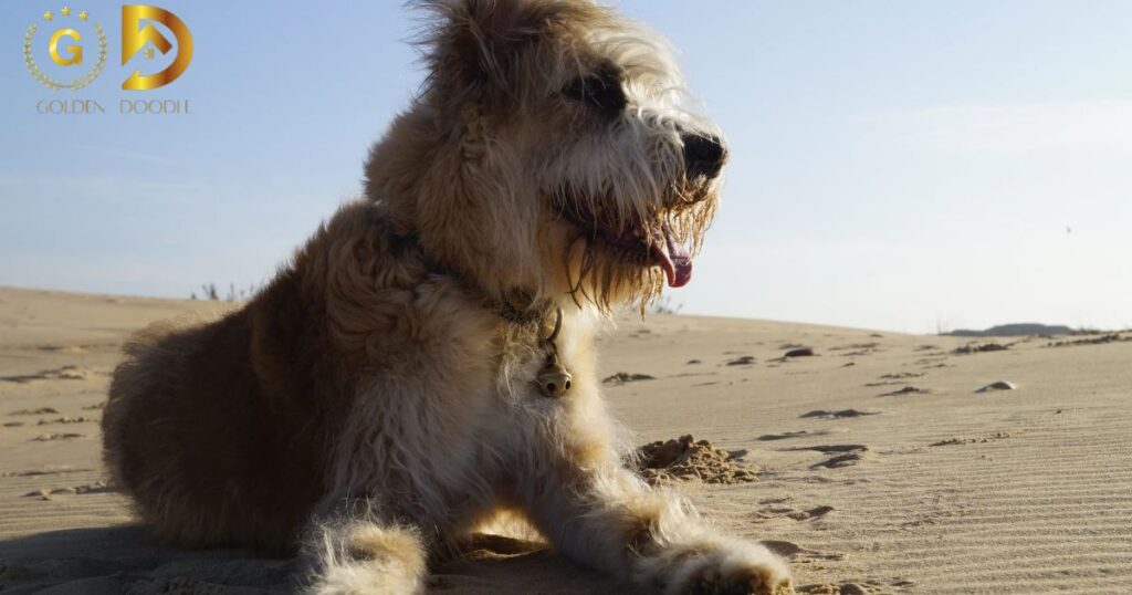 Groom A Goldendoodle