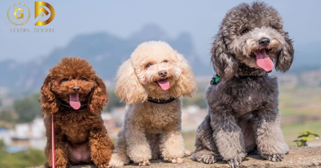 How Much Do Goldendoodles Shed