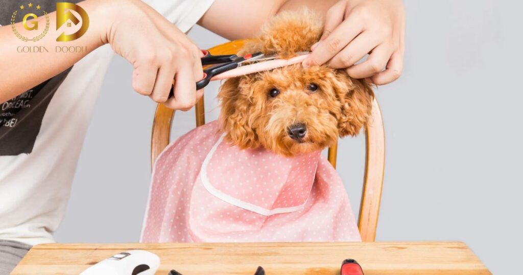 How To Brush A Goldendoodle