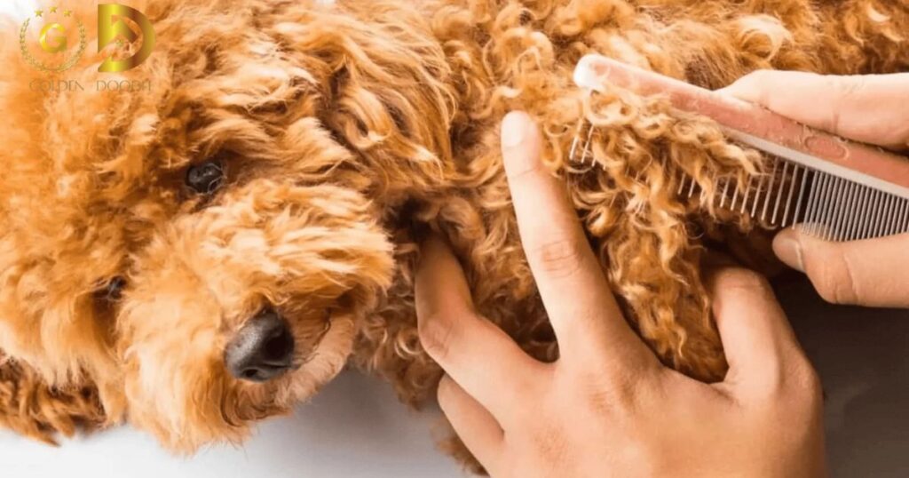 How To Brush A Goldendoodle