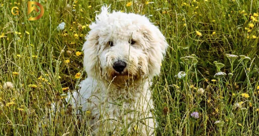 How To Groom A Goldendoodle
