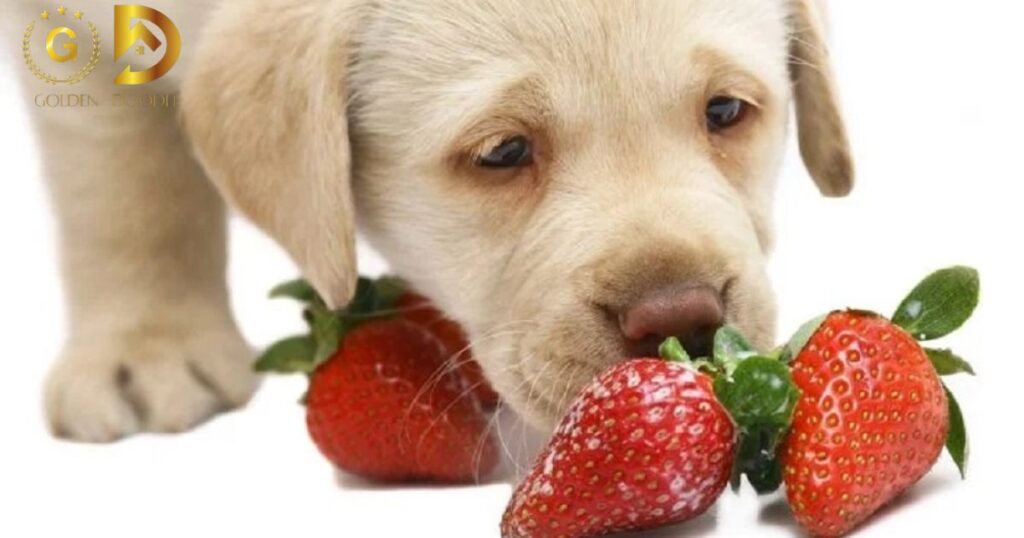 Strawberry Allergies in Dogs