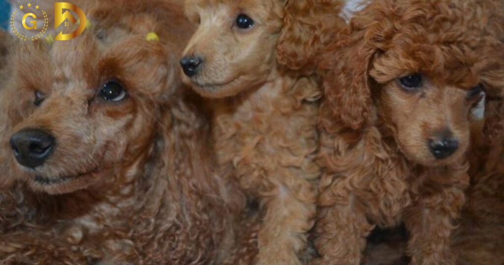 Shedding Behavior of Goldendoodles