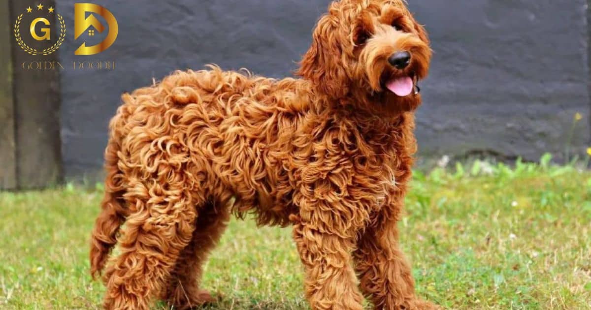 A Golden Doodle