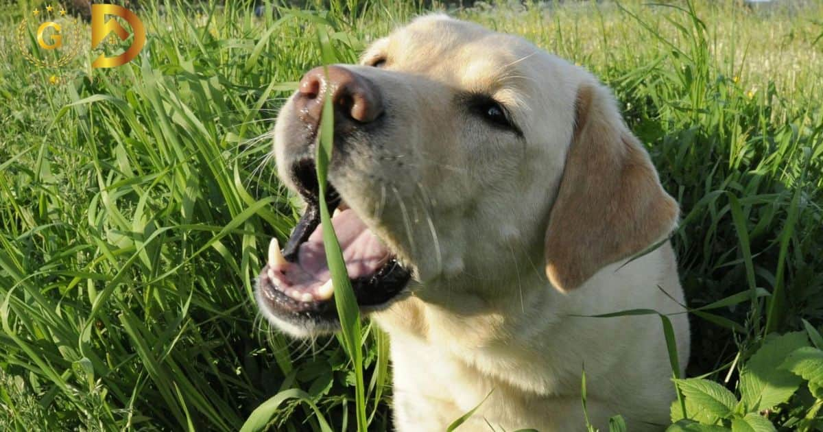 Why Do Dogs Eat Grass