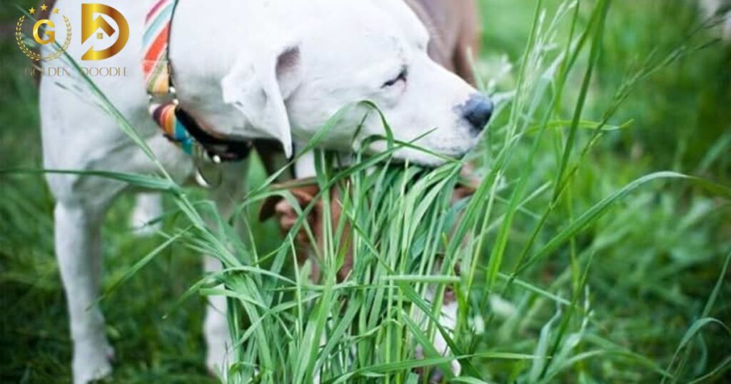 Potential Reasons for Grass Eating in Dogs