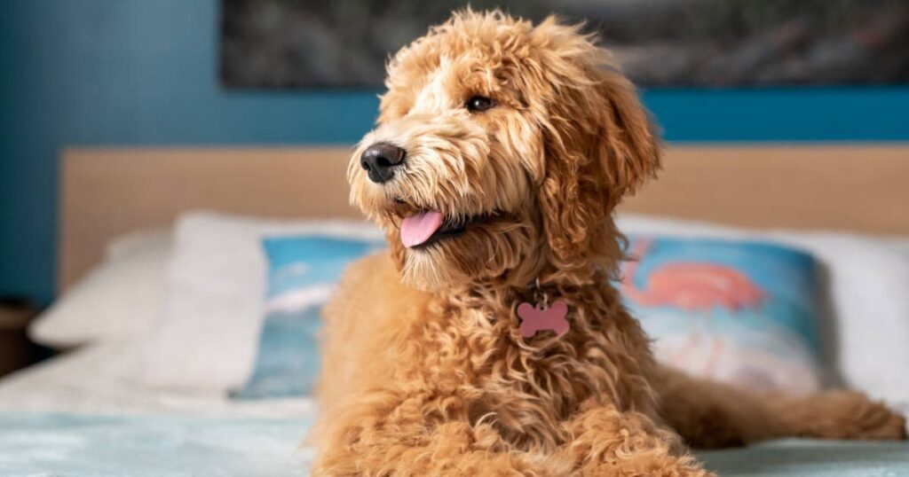  ABOUT MINI GOLDENDOODLES