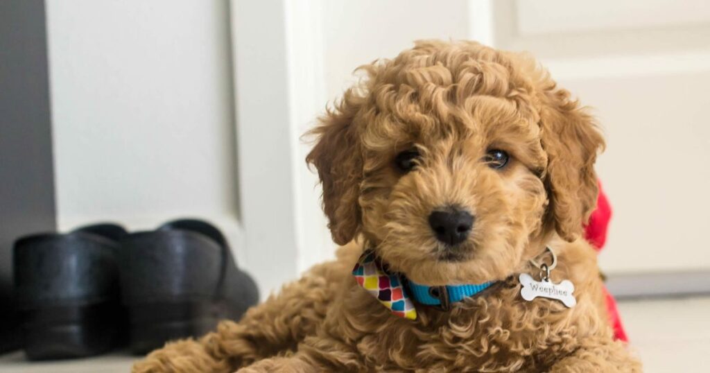  ABOUT MINI GOLDENDOODLES