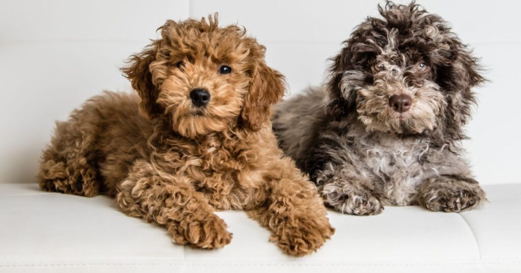  ABOUT MINI GOLDENDOODLES