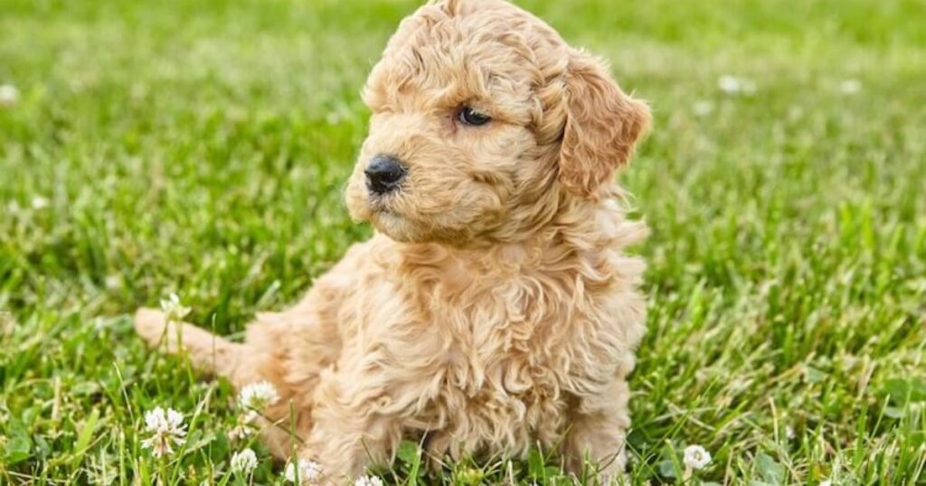  ABOUT MINI GOLDENDOODLES