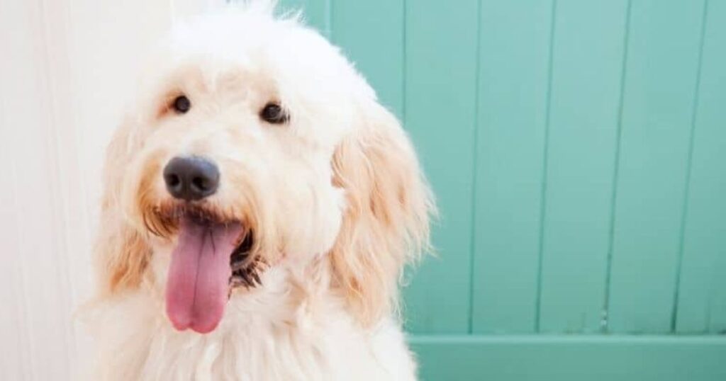 Goldendoodle Straight Hair 