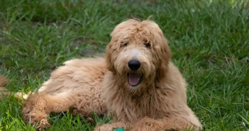  Goldendoodle Straight Hair 