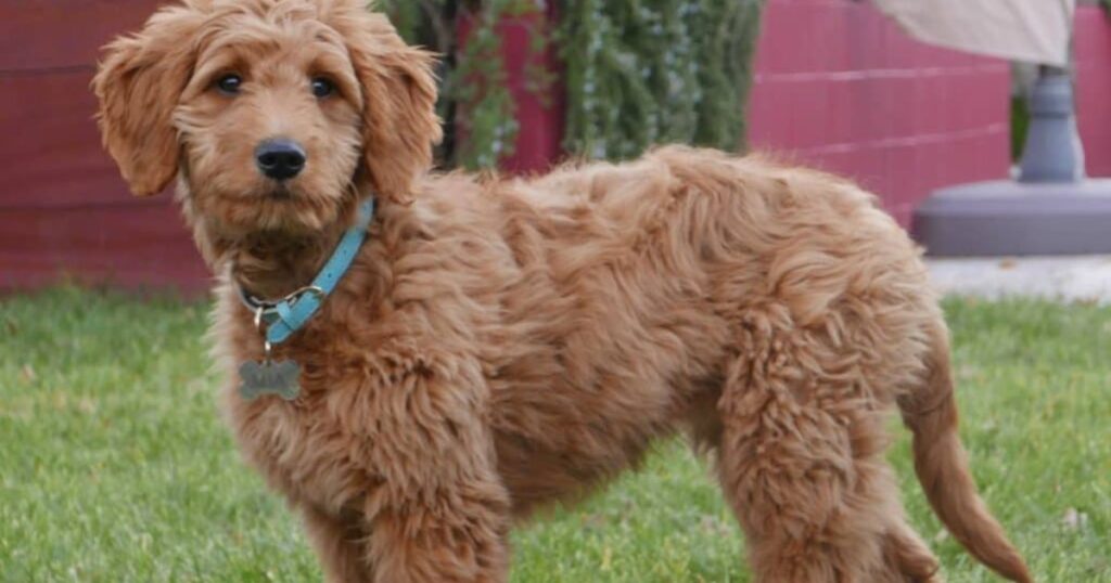  Goldendoodle Straight Hair 