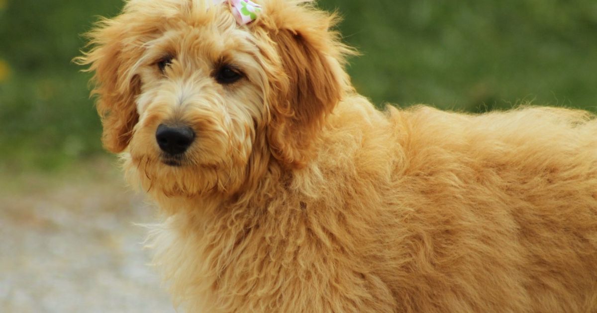 Goldendoodle Straight Hair