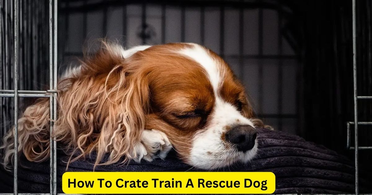 How To Crate Train A Rescue Dog In 9 Steps