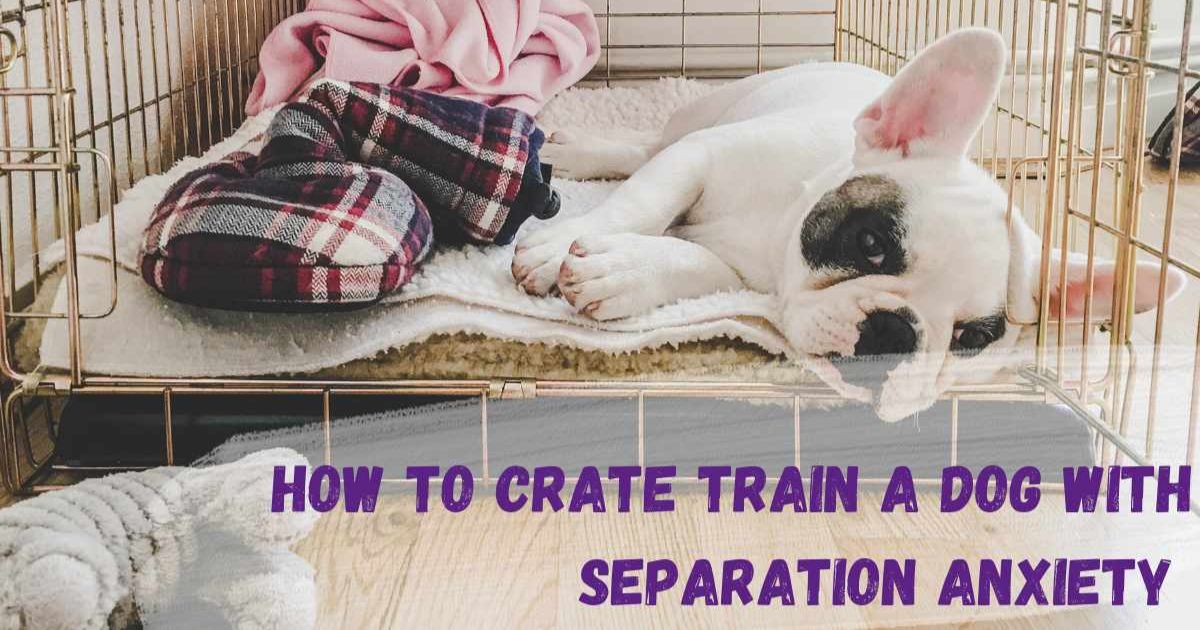 How To Crate Train A Rescue Dog With Separation Anxiety