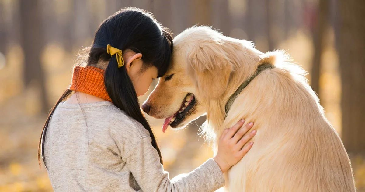 Why Your Dog Buries Their Head into You